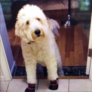 Dog Booties- large